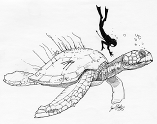 Illustration for article titled Both Halves Of A Giant Sea Turtle Fossil Found 160 Years Apart